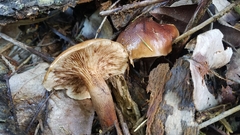 Tricholoma pessundatum