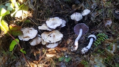 Cortinarius putorius