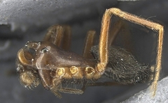 Coreorgonal bicornis