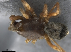 Coreorgonal bicornis