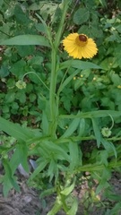 Helenium mexicanum