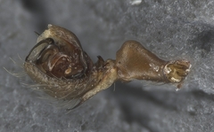 Coreorgonal bicornis