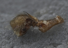 Coreorgonal bicornis