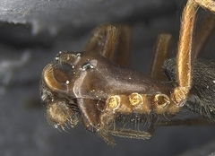 Coreorgonal bicornis