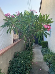 Plumeria tuberculata