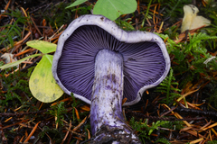 Thaxterogaster occidentalis