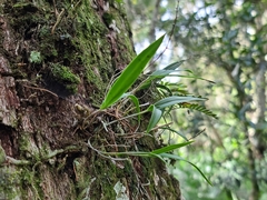 Epidendrum conopseum image