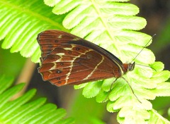 Oxeoschistus simplex