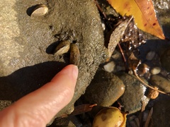 Mytilopsis leucophaeata