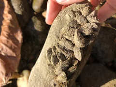 Mytilopsis leucophaeata