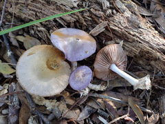 Cortinarius iodeoides