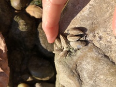 Mytilopsis leucophaeata