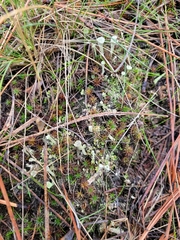 Cladonia asahinae