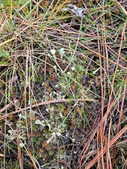 Cladonia asahinae