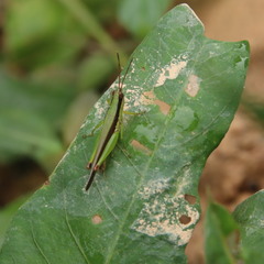 Gesonula punctifrons