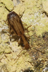Demetrida lineella