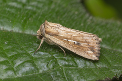 Mythimna decisissima