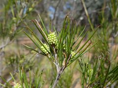 Melaleuca uncinata