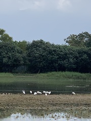 Platalea leucorodia