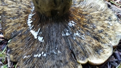 Lactarius olivaceoumbrinus