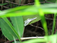 Pseudeuchlora kafebera