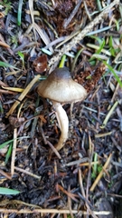 Inocybe fuscodisca