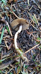 Inocybe fuscodisca