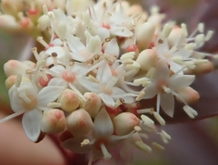 Cornus sericea sericea