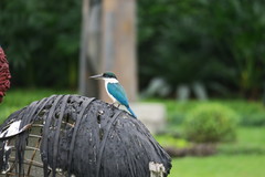 Todiramphus chloris