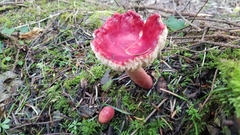 Russula americana