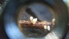 Resinomycena saccharifera
