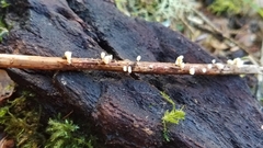 Resinomycena saccharifera