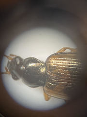Bembidion corgenoma