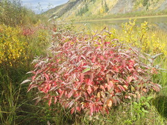 Cornus sericea sericea