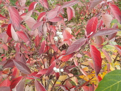 Cornus sericea sericea