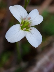 Cardamine dolichostyla