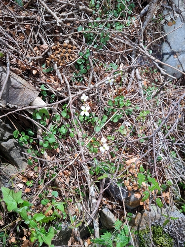 Image of Cardamine dolichostyla by no rights reserved