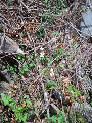 Cardamine dolichostyla
