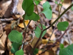 Cardamine dolichostyla