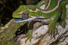 Naultinus gemmeus