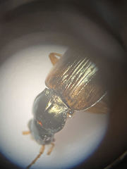 Bembidion corgenoma