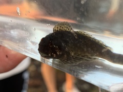 Clinocottus recalvus