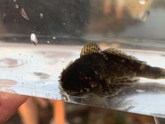 Clinocottus recalvus