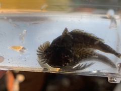 Clinocottus recalvus