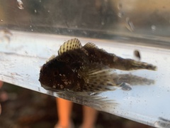 Clinocottus recalvus