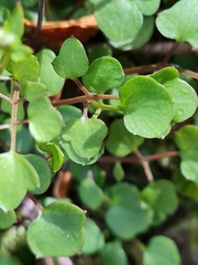 Cardamine dolichostyla