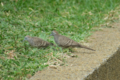 Geopelia striata