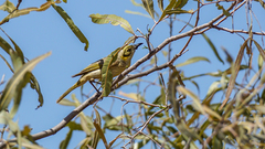 Ptilotula plumula