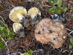 Suillus quiescens