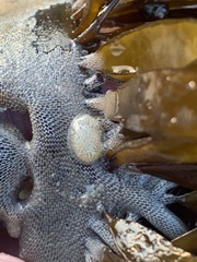 Corambe
